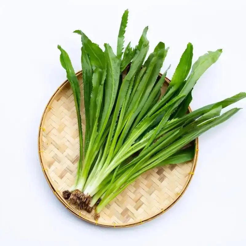 Cilantro Seeds (NGO GAI Sawtooth Fitweed) - 1000 Seed Pack, Heat-Tolerant Tropical Vegetable Herb Seeds with Vitamin C & Carotene, Partial Shade Suitable, Ideal for Caribbean Cuisines, Soups, Home Planting & Outdoor Gardening Supplies