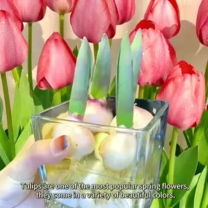 1 tulip bulb | Both hydroponic and soil culture | Easy to grow | Suitable for home garden, balcony, tabletop decoration