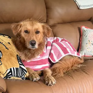 Quick-Drying Dog Bathrobe, 1-Piece Striped Clean Pet Bathrobe with Adjustable Belly Band, Super-Absorbent Soft Fabric, Machine Washable #GLOBAL PICKS