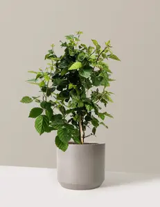 Thornless Blackberry Bush