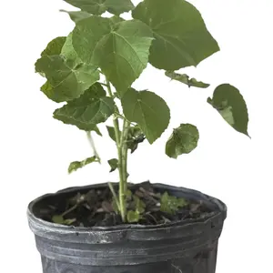 Boton de Oro Plant - Sacred Yoruba Ochun Plant with Root for Spiritual Bath Ceremonies & Initiation Rituals