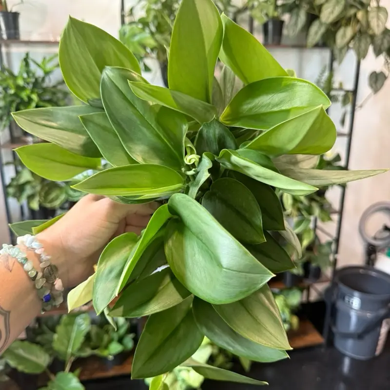 6” Scindapsus Treubii Moonlight