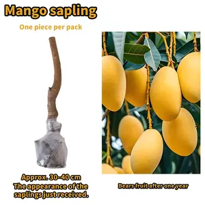 Live Mango Tree Seedling – Easy to Grow Tropical Fruit Tree for Home Garden and Patio