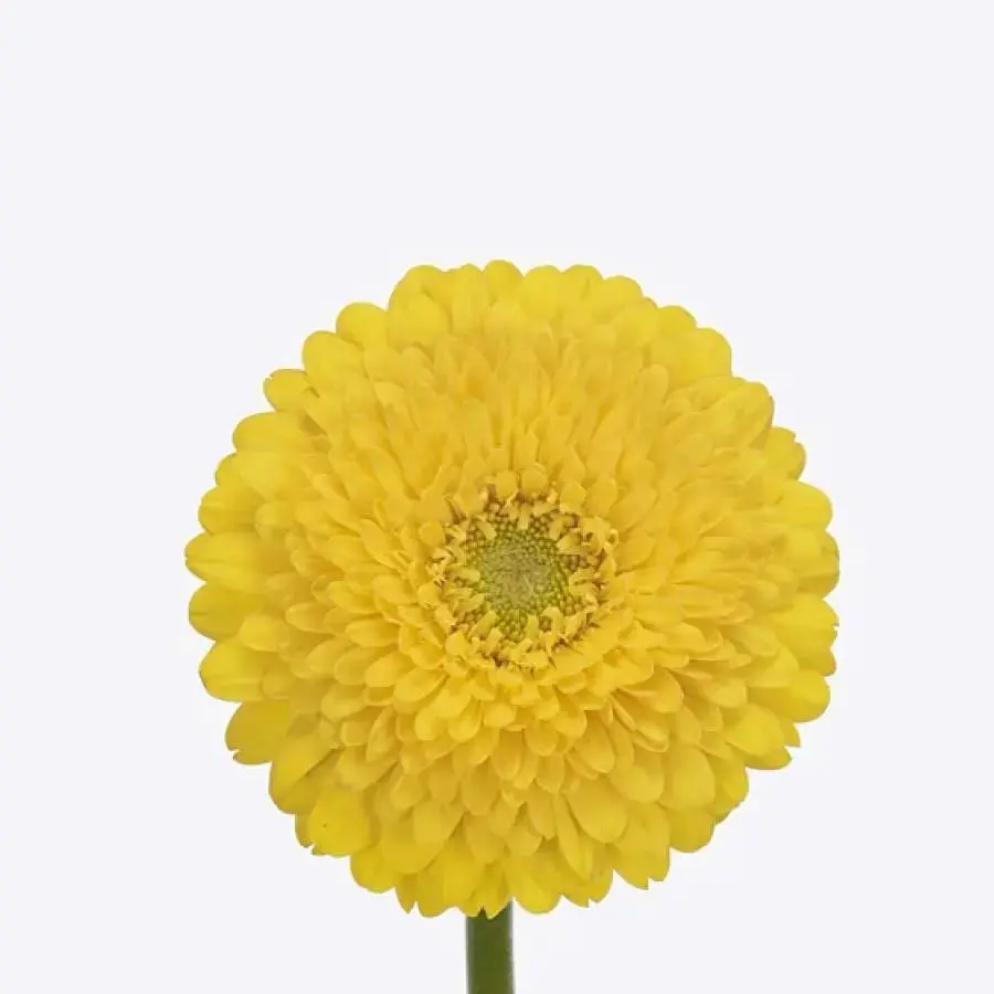Mini Gerber Pomponi Fantastic - 60 Stem Bunch