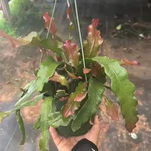 Epiphyllum Ric Rac Cactus Fire 6 inch pot