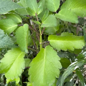 Fèy Lougarou/Miracle Leaf