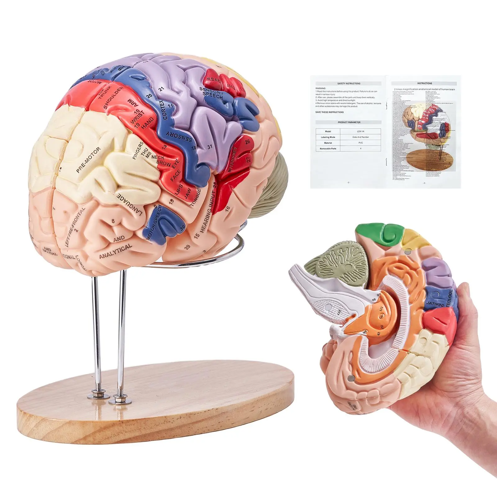 VEVOR Human Brain Model Anatomy, 2X Life-Size 4-Part Human Brain ...