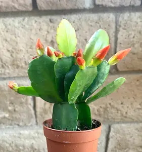 Orange Flower Easter Cactus Rhipsalidopsis Gaertnerrii