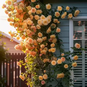 300 Mixed Climbing Rose Seeds Outdoor Fragrant Butterfly-Friendly Heirloom Roses Long-Blooming Bushes Ready to Plant NOW All Seasons