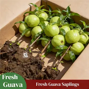 Guava Tree Live Plant Tropical Fruit Seedling for Outdoor Garden Backyard or Container