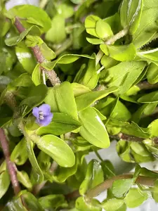 Tofu's Tanks Bacopa Caroliniana "Lemon Bacopa" Live Aquarium Plant Bunch Background Plant Easy Beginner Stem Plant Live Decor for Fish Tanks