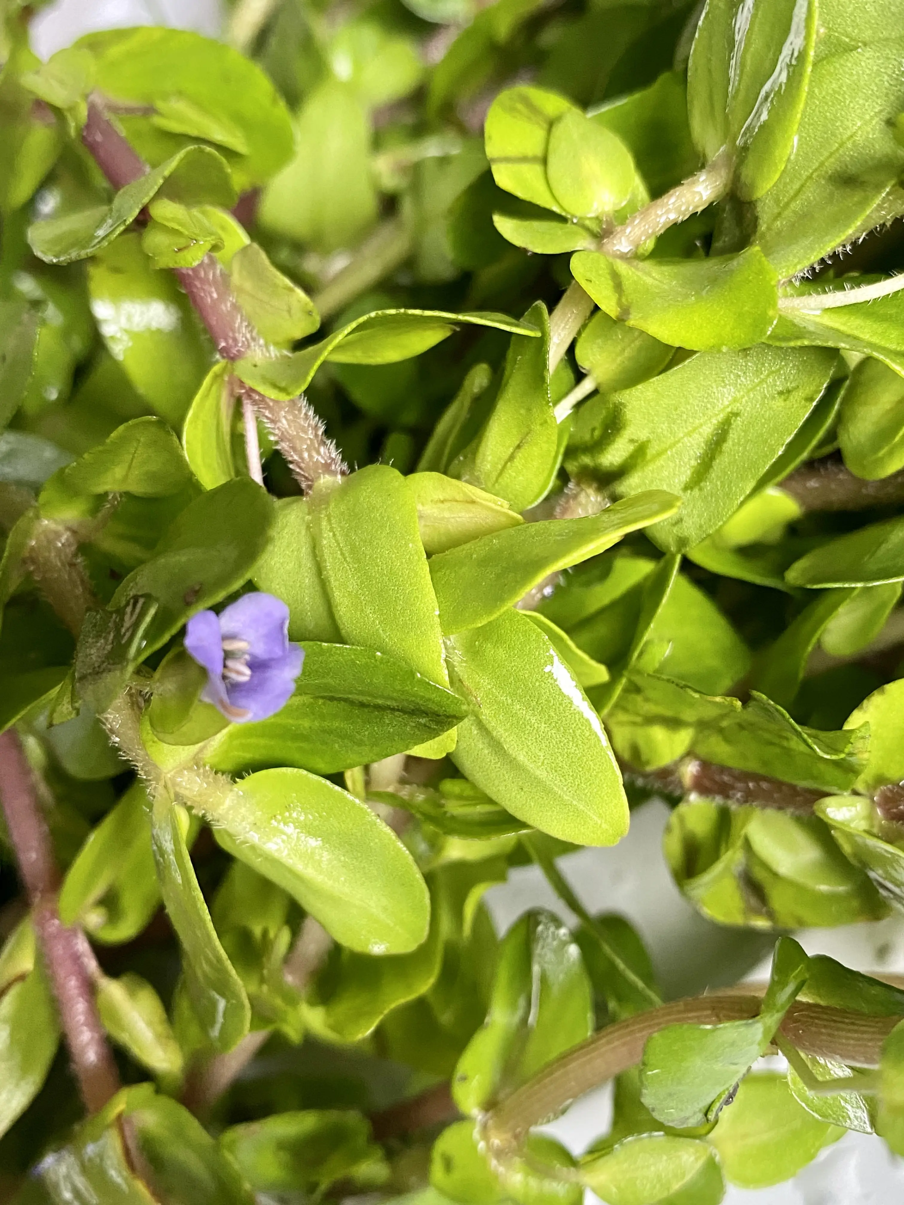 Tofu's Tanks Bacopa Caroliniana "Lemon Bacopa" Live Aquarium Plant Bunch Background Plant Easy Beginner Stem Plant Live Decor for Fish Tanks