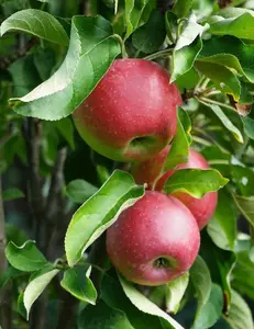 Tasty Red™ Fruit Snacks™ Apple Tree