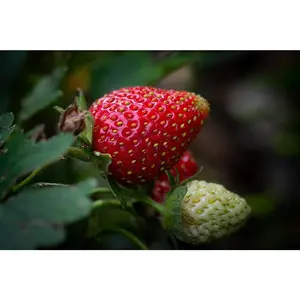 Sweet Charlie June-Bearing Strawberry Plants | Early Variety | Sweet, Vigorous & Disease Resistant | Hand Picked Nursery