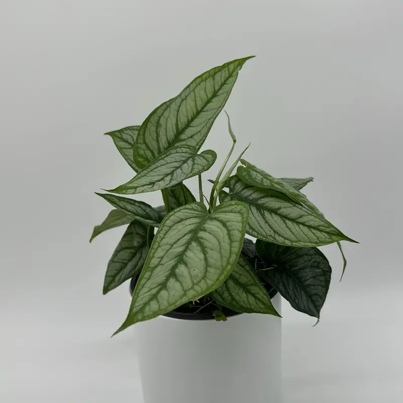 philodendron mamei big Philodendron Silver Cloud | 4
