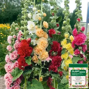[Promise: Germinate or Refund]500pcs Double Hollyhock Seeds 'Radiant Rose’ - Mixed Colors, Non-GMO Heirloom, Hardy Biennial for Vibrant & Tall Blooms Plant Garden Outdoor Flower Pot Decorative Tulip