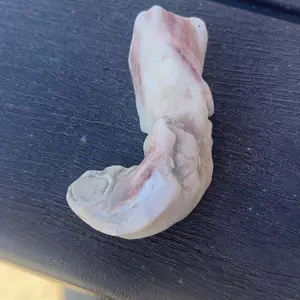 Test product sea shell from Florida island