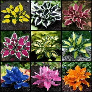 800PCS Mixed Hosta Seeds Unique Perennial Easy to Grow Shade Loving Plant for Pots & Gardens Indoor or Outdoor Summer Season All Seasons Versatile Use