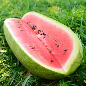 Sow Right Seeds -50pcs Watermelon Seed for Planting - Non-GMO Heirloom Packet with Instructions to Plant a Home Vegetable Garden -Super Sweet Flesh