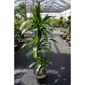 Dracaena Art Carmen Cane - 3 Staggered Canes - Live Plant in an 10 Inch Growers Pot - Dracaena Deremensis “Art Carmen” - Beautiful Indoor Air Purifying Houseplant
