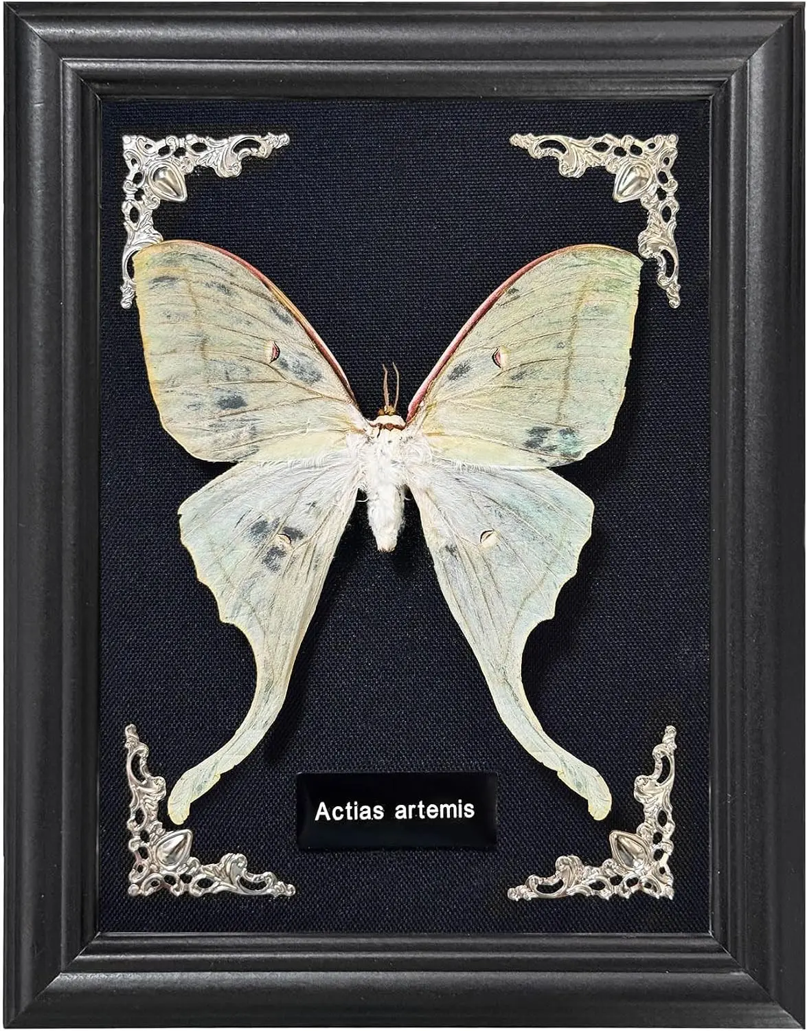 Taxidermy Butterfly Gothic Shadow Box, 6.9'' x 9'' Actias Selene Butterfly Wooden Framed Specimen Display Oddity Tabletop Wall Art Home Decor