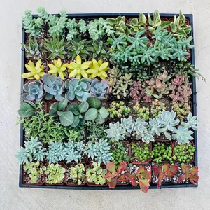 64 Succulents - Bulk Succulents Favors
