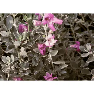 Texas Sage 'Compact'