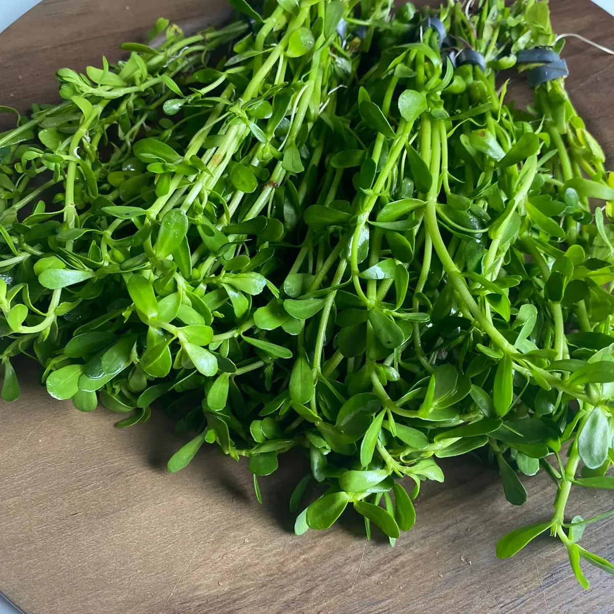 Moneywort Bacopa Live Aquarium Stem Plant Bunched for aquascaping and beginner tanks! Emersed/ transitioning cutting.
