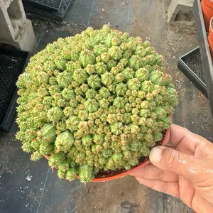 Euphorbia Monstrose 6 inch Succulent Plant