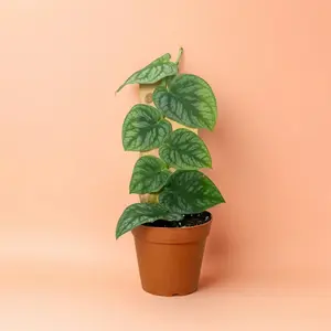 4" Monstera Dubia Shingle Plant with Trellis - Indoor Live Plant, Rare Shingle Growth & Lush Leaves, Medium, Bright Light, Air Purifying
