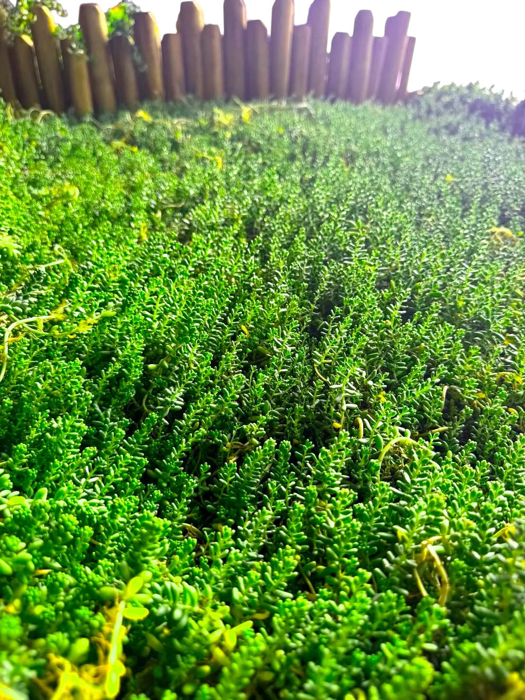 120 x 120cm Coral Sedum Succulent Sod Roll - Sedum rubrotinctum Live Plant,Jelly Bean Plant / Pork and Beans,Gift for Home Garden Decor