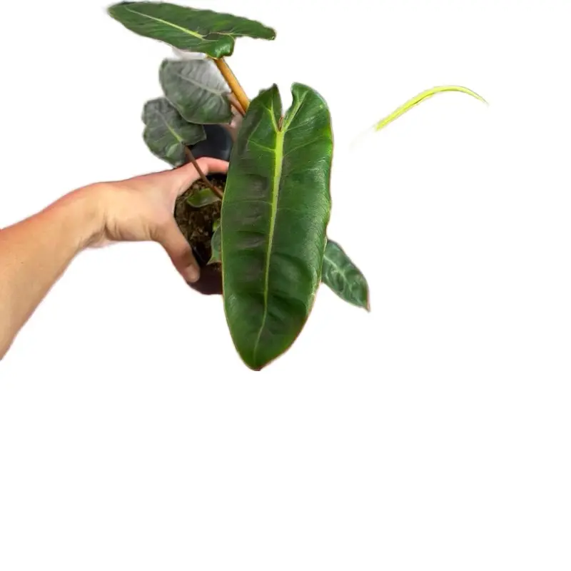 Philodendron Billietiae Potted Live Plant 4in - Philodendron Billie - Long Leaf Philodendron - Easy Care Climbing Plant - Collectors Aroid - Unique Interior Foliage - Low Maintenance - Fast Growing Houseplant