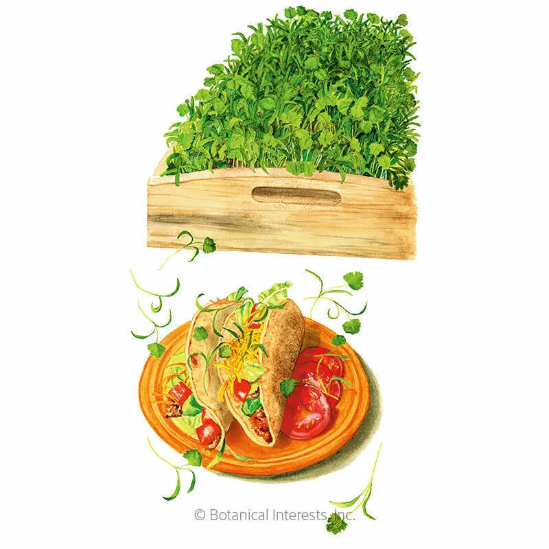 Cilantro Microgreens Vegetable Herb Seeds, Natural Garden Supplies for Home Planting, Intense Flavor for Culinary Use, Balances Strong-Flavored Ingredients to Kick Up Culinary Experience, Unique Flavor