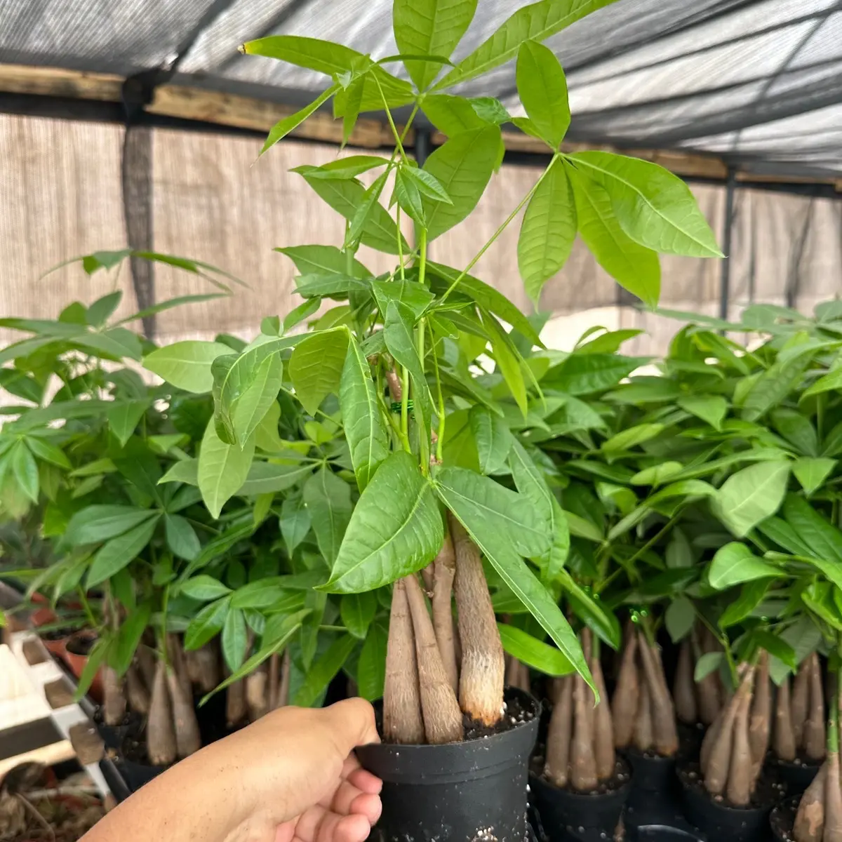 4” money tree plant 4” money tree plant