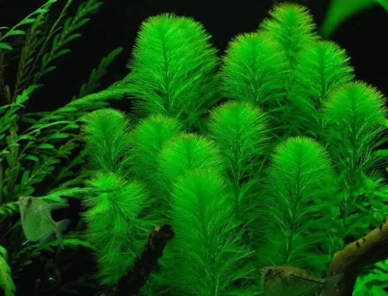BUY 2 GET 1 FREE Green Foxtail (Myriophyllum pinnatum)-Easy Live Aquarium Pond Aquatic Plant