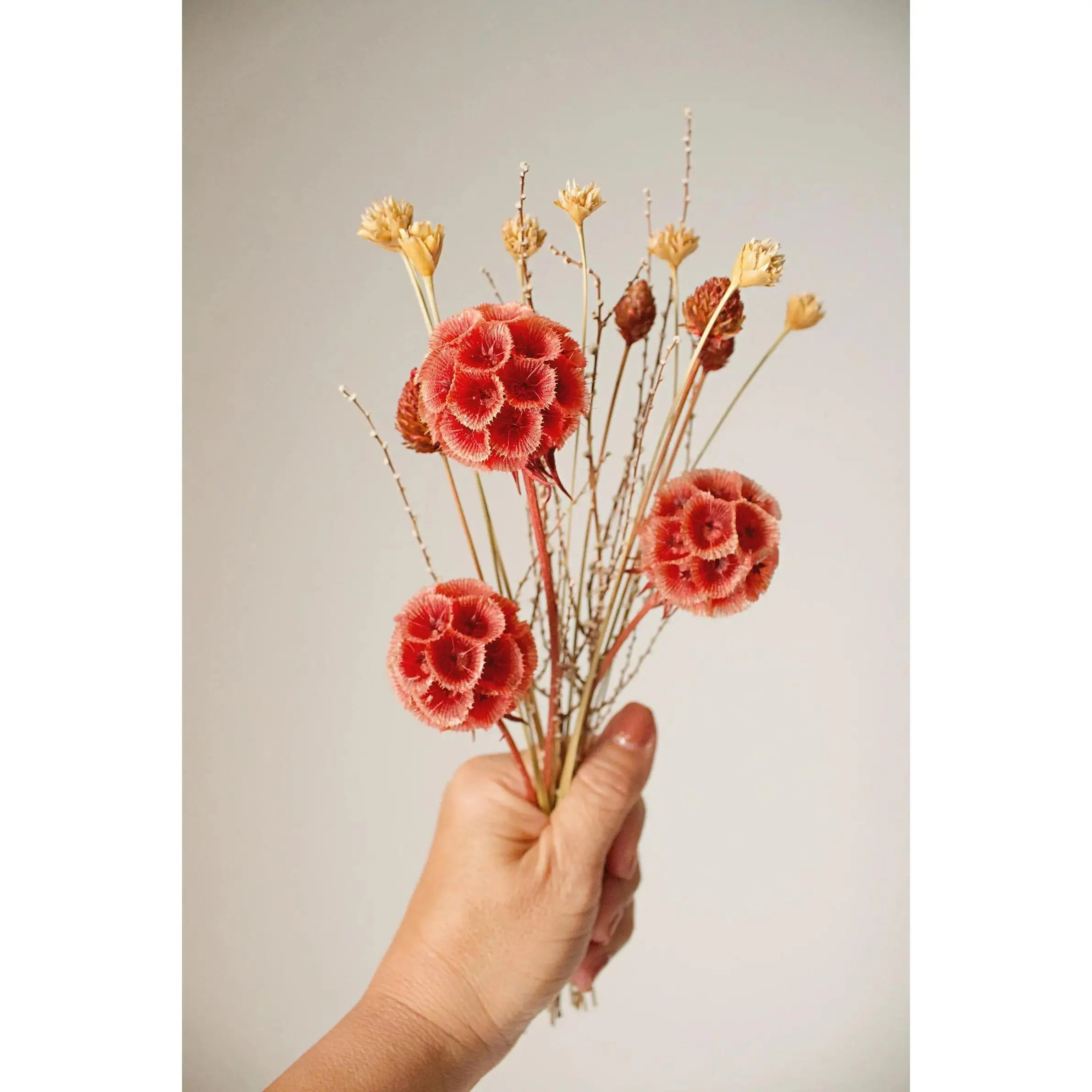 Dried Flower Bouquet with Coral Scabiosa and Yellow Daisy – Floral Arrangement