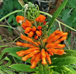 Wild Dagga/ Lions Tail (Leonotis leonurus) Seeds