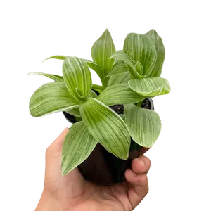 Tradescantia 'Sanna'