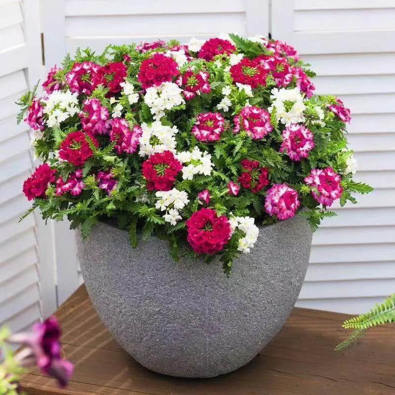 Hydrangea Seeds in Mixed Colors – Five Colors of Hydrangeas for Four Seasons, Perfect for Beautiful Landscape Flower Sea, Outdoor Courtyard, and Balcony