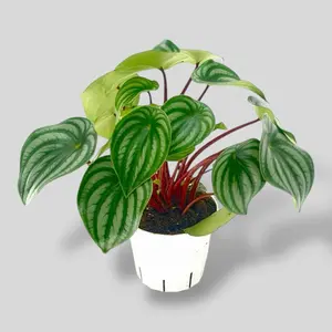 Peperomia Watermelon, 4 Inch Pot , Live Plant