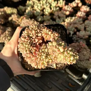 Echeveria 'Puff' Crested (around 4.5'') - Bare Root Succulents - Terra Tales