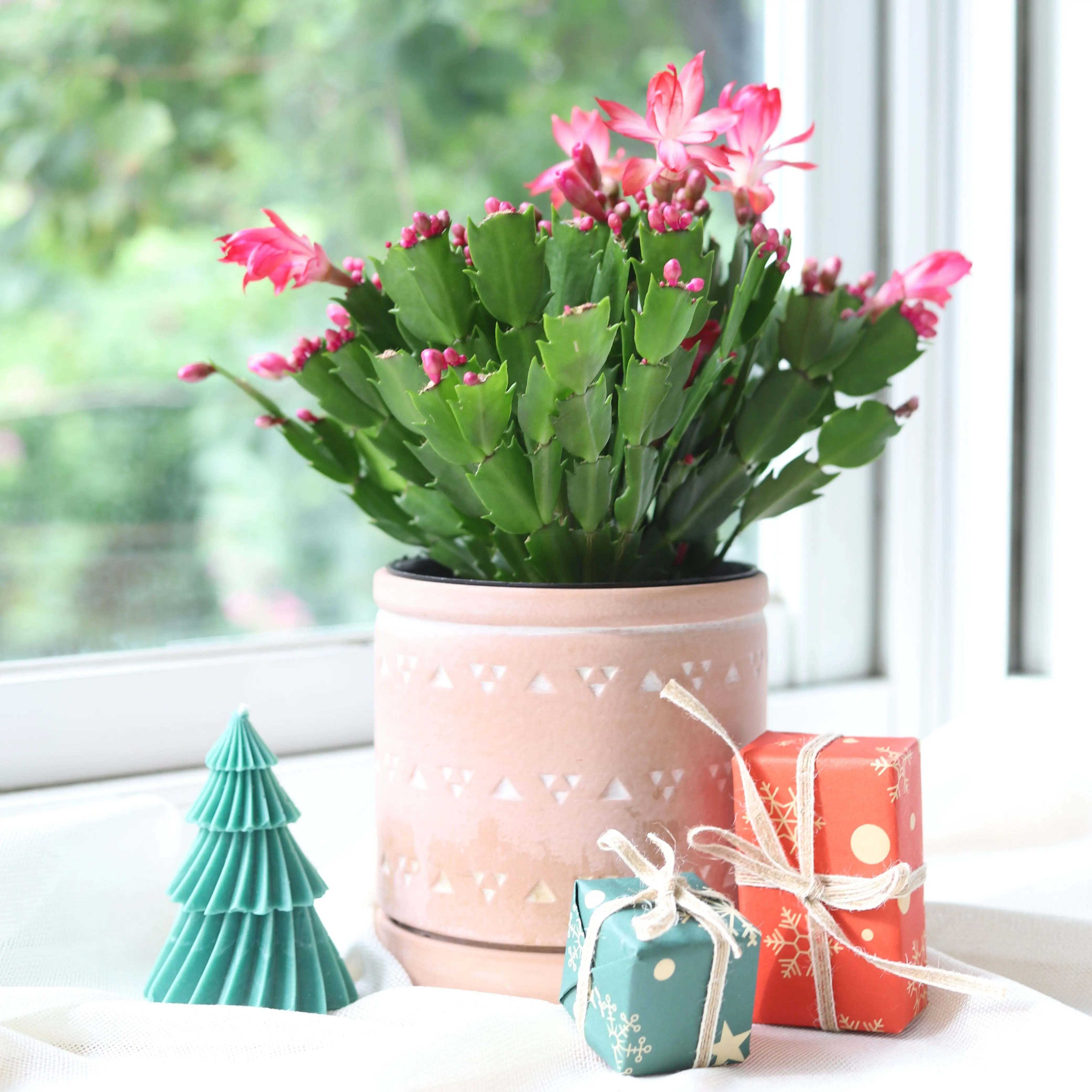 Christmas Cactus Thanksgiving Cactus
