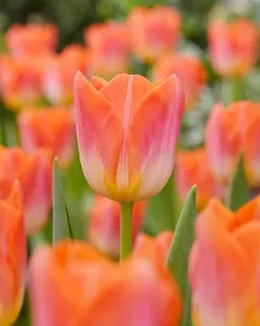 Sunrise Dynasty Tulip Bulbs for Planting – Top Size Bulbs, Perennial Flowers (10 Bulbs)