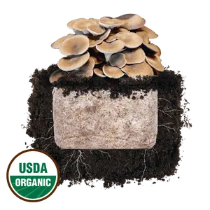 Black King Oyster 'Plant & Grow' Mushroom Starter