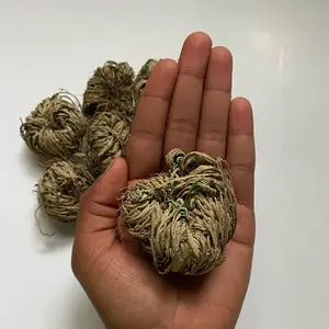 Rose of Jericho Plant