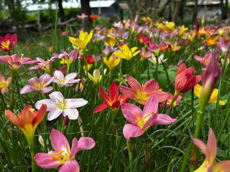 Mixed Rainbow Rain Lily Bulbs | Perennial Ground Cover Flowers