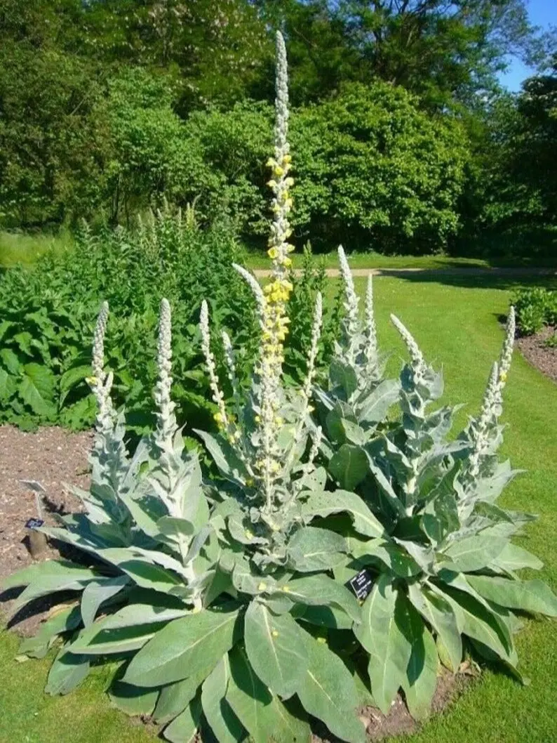 Mullein Seeds - Non-GMO Seeds with Easy to Follow Instructions,