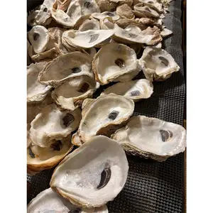 Oyster Shells Cupped Nature Ornaments 2-3 & 3+ Inches for Crafting Jewelry Making Home Decor Unique Natural Pattern Nacreous Interior Coastal Elegance Interior Decoration Accessories Box