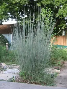 Schizachyrium scoparium| Little Bluestem| Bunchgrass| 1000_Seeds