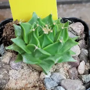 Artichoke Cactus Beautiful Shapely Live Rooted Cacti